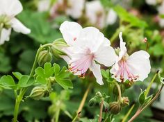 some white and pink flowers with green leaves