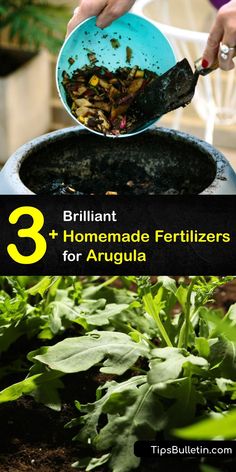 a person scooping food from a bowl into a planter with the title 3 brilliant homemade fertilizers for arugula