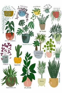 various houseplants and plants are shown on a white background