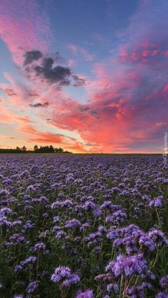 a field full of purple flowers under a pink sky with clouds in the background at sunset