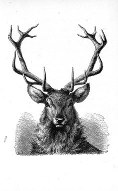 an old drawing of a deer with antlers on it's head and horns