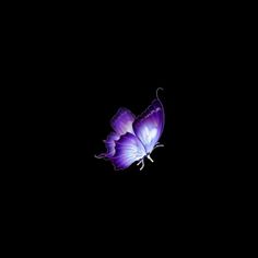 a purple butterfly is flying in the dark