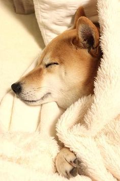 a dog is sleeping under a blanket on the couch with his head resting on its paw