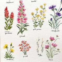 a watercolor drawing of different types of wildflowers