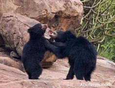 two black bears playing with each other on rocks