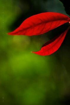 a red flower with green leaves in the background