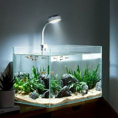 a fish tank with plants and rocks in it on a table next to a lamp