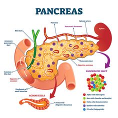 the pancreas is an organ in the body that has many functions to it