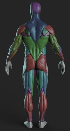 an image of the muscles in a man's body, with different colors and shapes