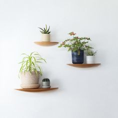 three wooden shelves with plants on them against a white wall, one has a planter and the other is a potted plant