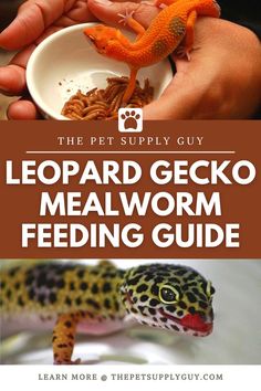 Leopard Gecko Mealworms (Live & Dried) Leopard Gecko Cage, Gecko Cage, Leopard Gecko Habitat, Leopard Gecko Care, Gecko Habitat, Gecko Terrarium, Cute Gecko, Reptile Care, Class Pet