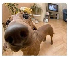 a brown dog standing on top of a wooden floor