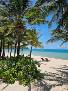 two lounge chairs under palm trees on the beach