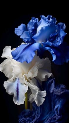 two blue and white flowers on a black background