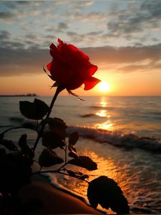 a red rose sitting on top of a beach next to the ocean