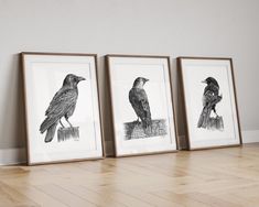 three framed black and white drawings of birds sitting on top of a wooden floor next to each other