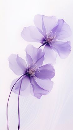 two purple flowers on a white background