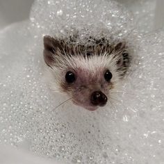 a small hedge sitting in a bathtub filled with water and bubbles, looking at the camera