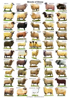 the different breeds of sheep are shown in this chart, which shows them all different colors and sizes