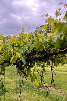 the vines are growing on the vined fence in the field with blue sky and clouds behind them