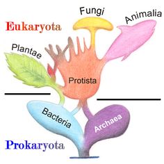 the four main parts of an animal's body are labeled in different colors and shapes