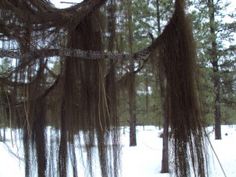 an outdoor area with snow and trees covered in branches, hanging from the ceiling by ropes