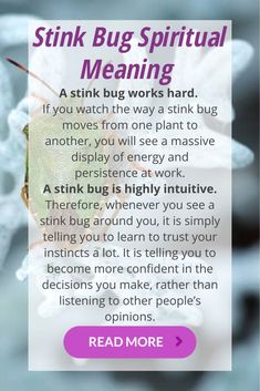 What is the stink bug spiritual meaning for your life. What does the stink bug represent for you and the significance for your future. Magic Spell Book, Trust Your Instincts, Symbols And Meanings, Learning To Trust, Pet Signs