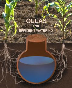 an image of a potted plant with blue water in it and the caption ollas for efficient watering