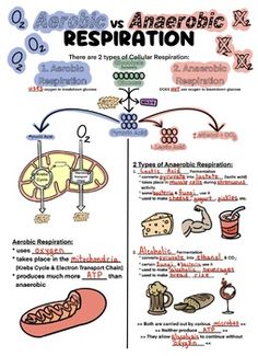 an info sheet describing the effects of anaerotic and respirationation