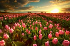 pink tulips are blooming in the field at sunset