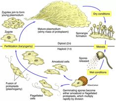 the life cycle of an animal and its surroundings are shown in this diagram, with different stages