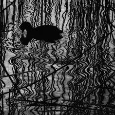 a black and white photo of a duck in the water with trees reflected on it