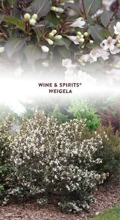 white flowers and green leaves are in the foreground with text that reads wine & spirits'widgella