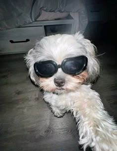 a small white dog wearing sunglasses on top of a wooden floor