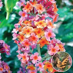 an orange and pink flower is blooming in the garden