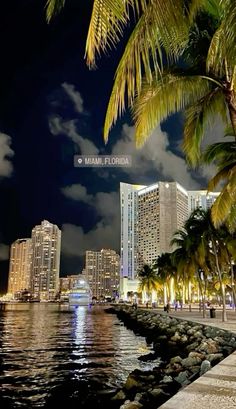 palm trees line the waterfront at night in miami