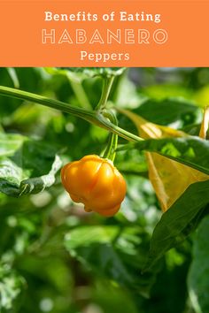 the benefits of eating habanero peppers on your garden plants and how to use them