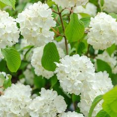 white flowers with green leaves are blooming