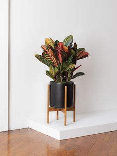 a potted plant sitting on top of a wooden stand next to a white wall