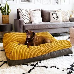 a brown dog laying on top of a yellow and gray bed in a living room