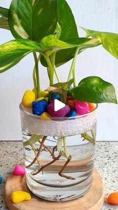 a potted plant with candy in it