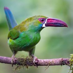 a colorful bird sitting on top of a tree branch