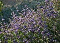 purple flowers growing in the garden next to a chain link fence