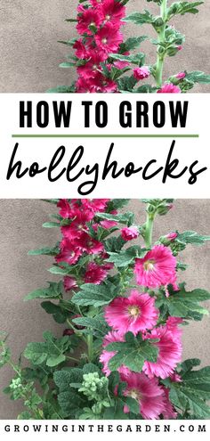 pink flowers with text overlay how to grow hollyhocks