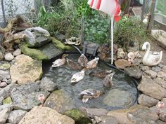 several ducks are swimming in a pond surrounded by rocks and stones, under an umbrella