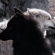 two black and white wolfs standing next to each other in front of some rocks