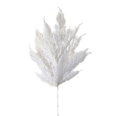 a white feathered plant is shown against a white background