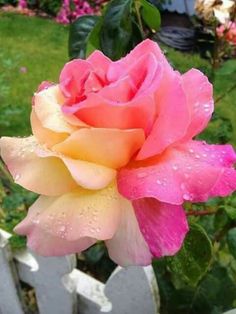 a pink and yellow rose with water droplets on it