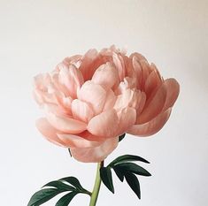 a large pink flower is in a vase