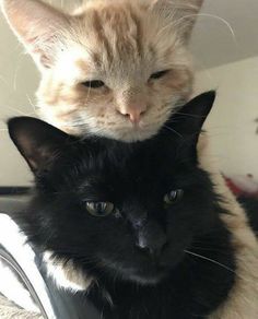 two cats are sitting on top of each other